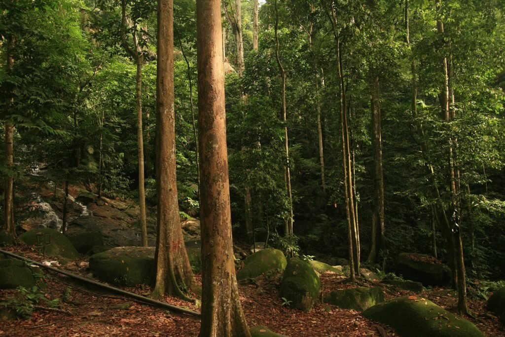 Tall straight trees beside a small stream at the Forest Research Institute Malaysia