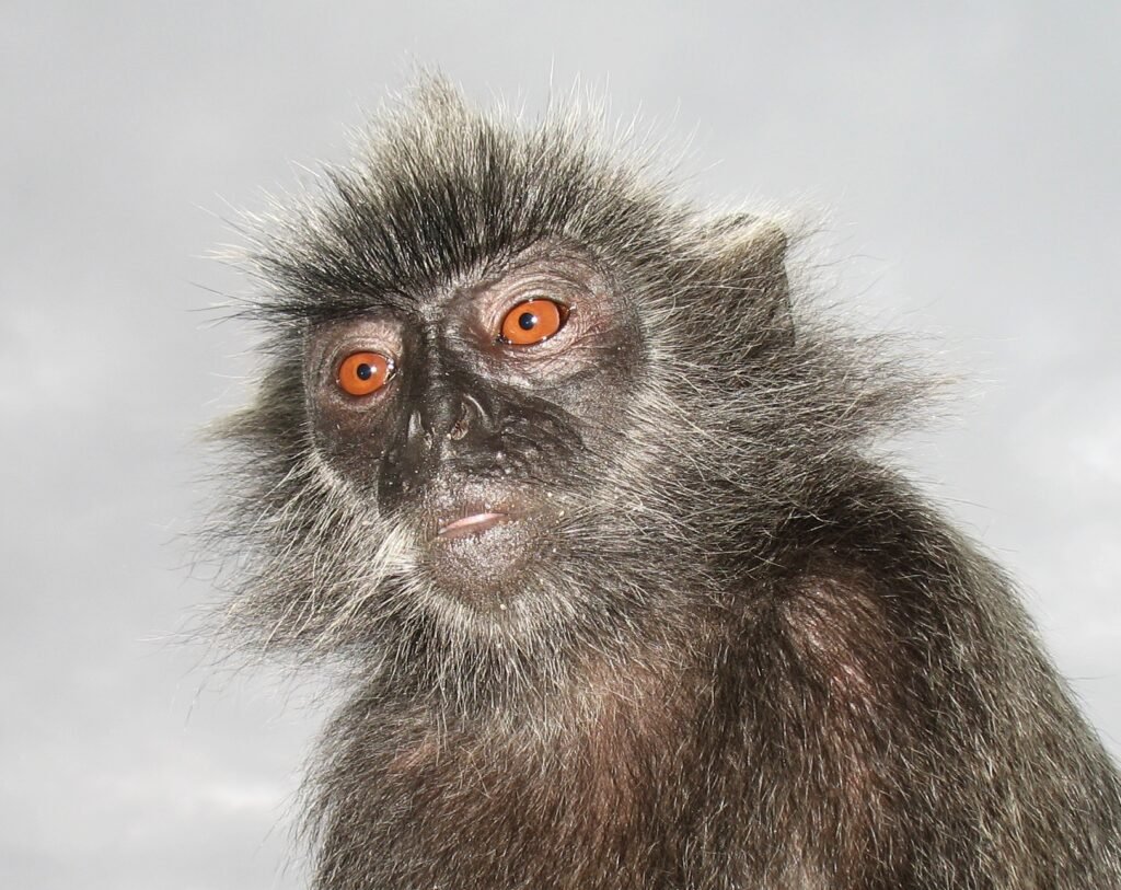 Silvered leaf monkey at Bukit Melawati, Kuala Selangor